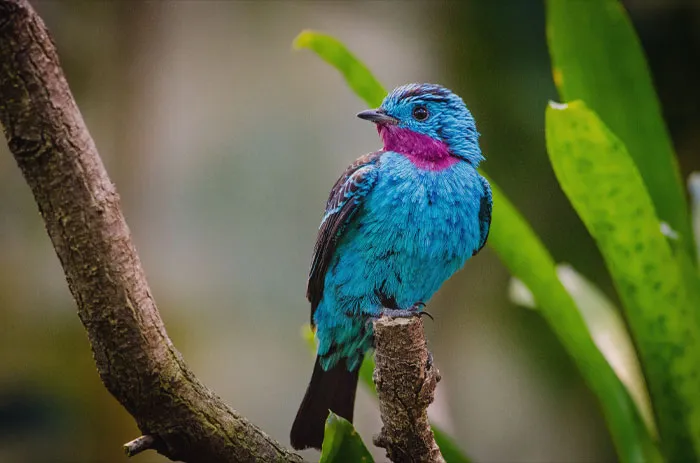 Spangled Cotinga
