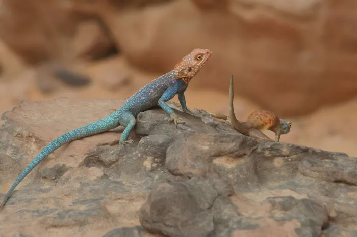 Two Rainbow Agama on the rock