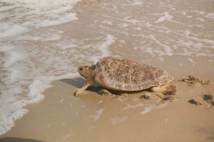 Loggerhead Sea Turtle crawling to the water