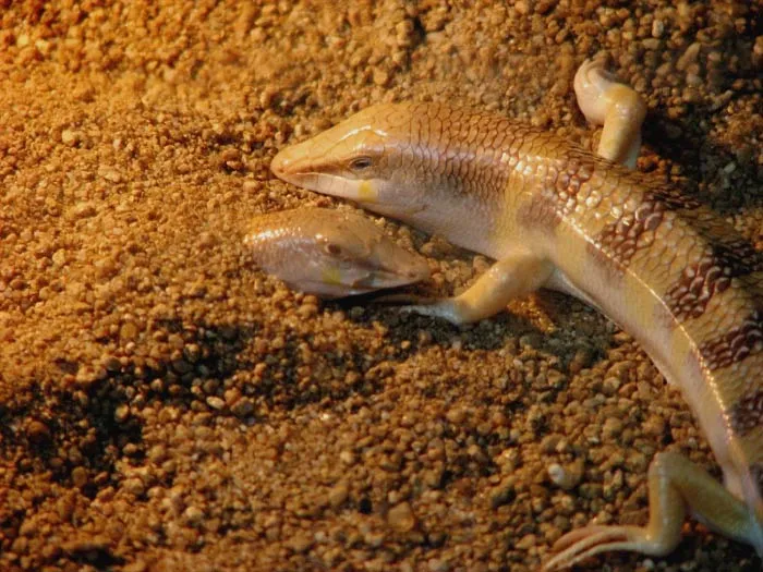 Sandfish covered in the soil