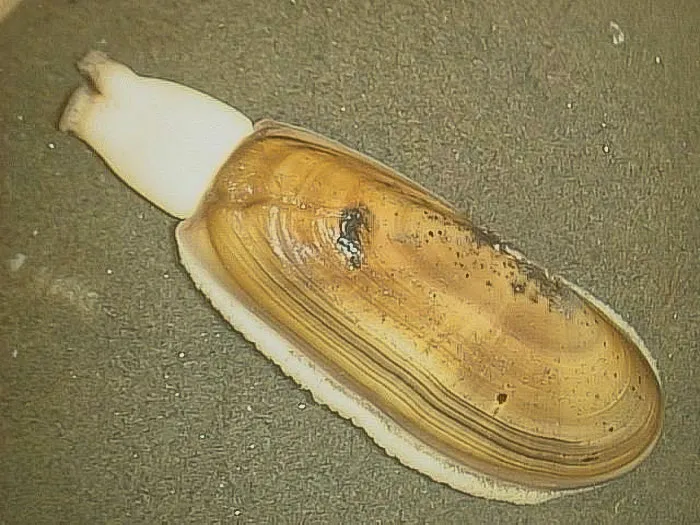 Razor Clam on the sand 