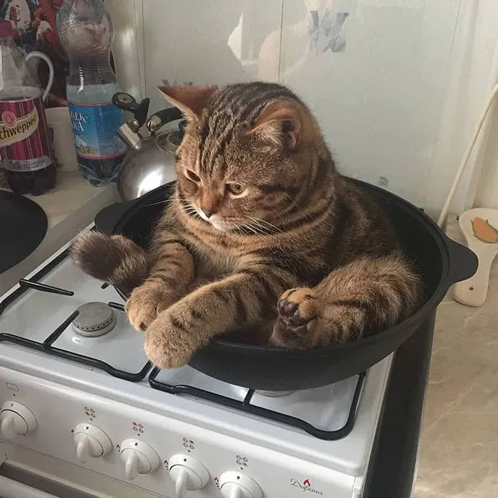 Derpy Cat On A Pan