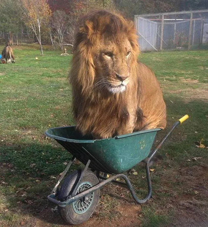 If I Fits, I Sits
