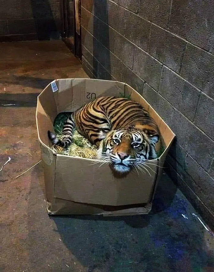 Gatito perdido necesita un hogar para siempre