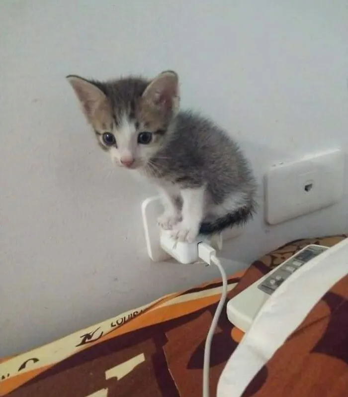 Smol Bebe