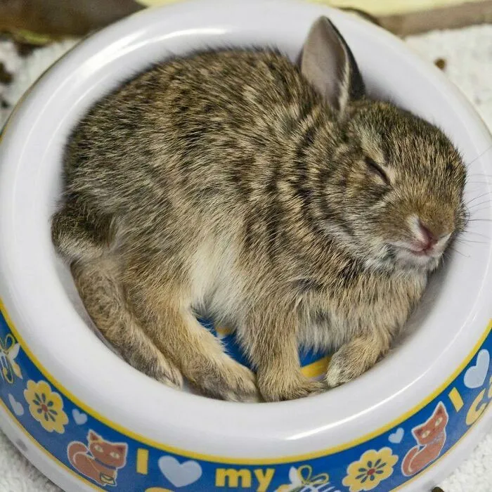 Hope You Guys Will Accept A Bunny Here