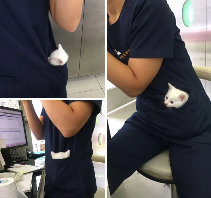 When You Walk Into An Animal Hospital And You Witness A Pocket Kitty