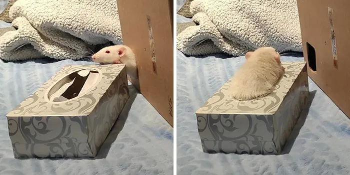 I Rat Therefore I Sat