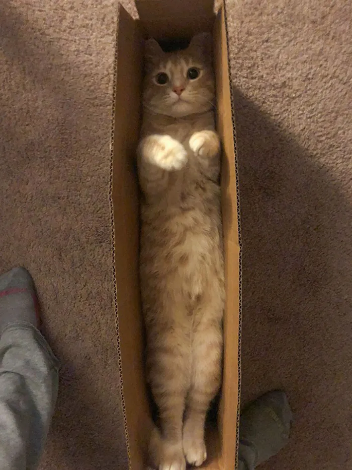 When Your Cat Arrives In The Mail