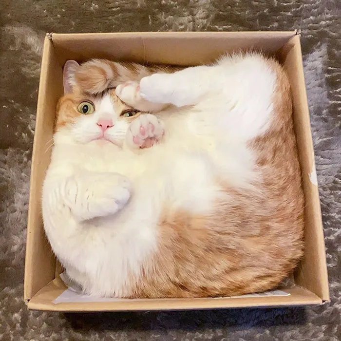 A Cat Squared