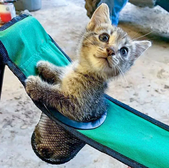 El asiento de los humanos viene con un compartimento para gatitos
