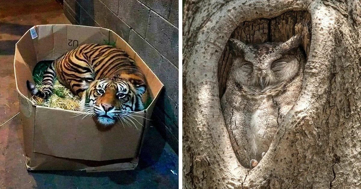 45 Animales que dijeron "si quepo, me siento", y está documentado