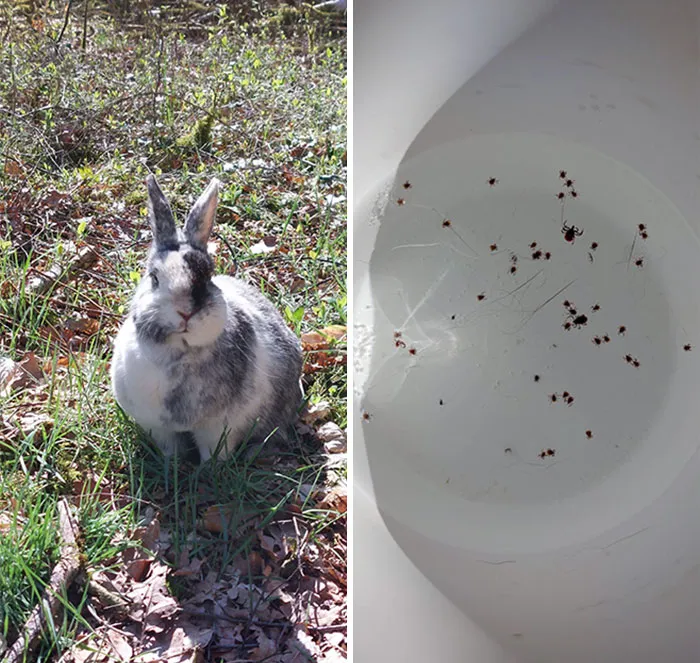 Fui a enseñarle el bosque a mi conejo. Fue una mala idea