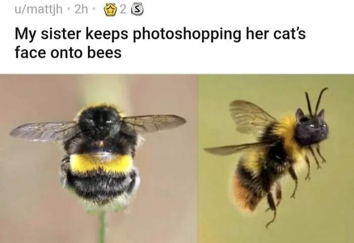 50 Perfectly Accurate Pics And Memes That Capture What It's Like Living With Cats