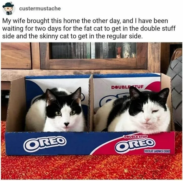 50 Perfectly Accurate Pics And Memes That Capture What It's Like Living With Cats