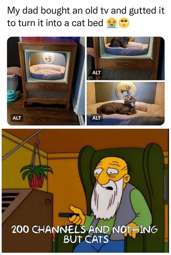 50 Perfectly Accurate Pics And Memes That Capture What It's Like Living With Cats