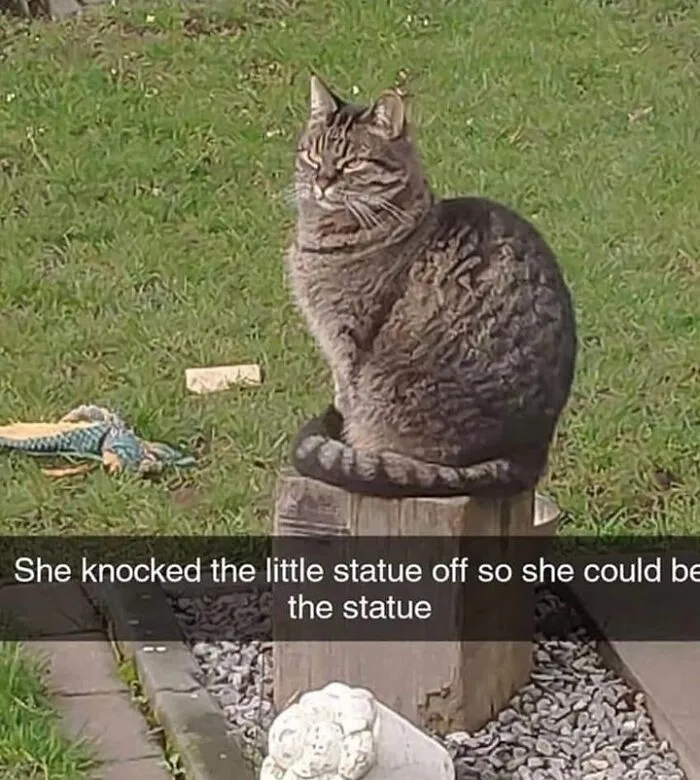 50 Perfectly Accurate Pics And Memes That Capture What It's Like Living With Cats