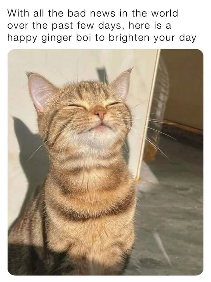 50 Perfectly Accurate Pics And Memes That Capture What It's Like Living With Cats