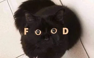 50 Perfectly Accurate Pics And Memes That Capture What It's Like Living With Cats
