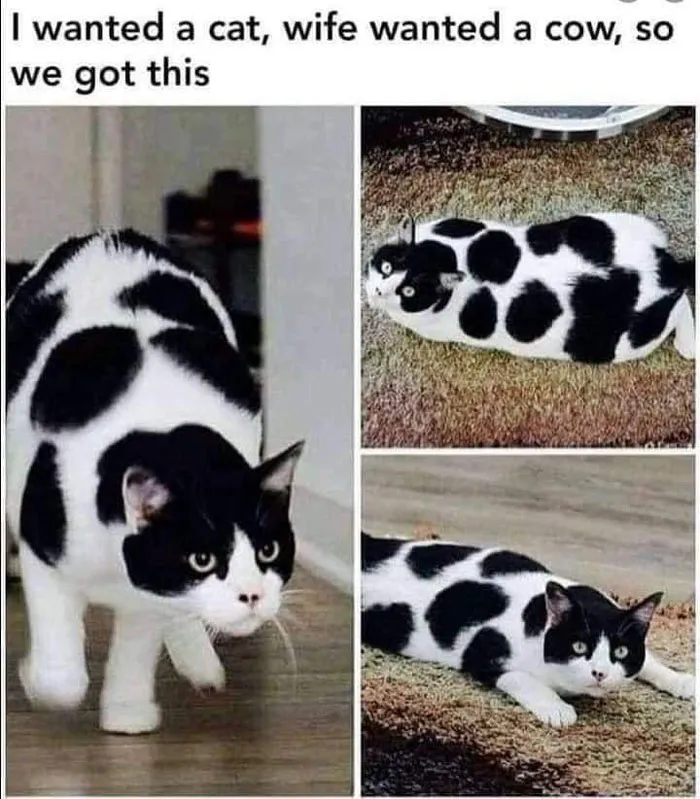 50 Perfectly Accurate Pics And Memes That Capture What It's Like Living With Cats