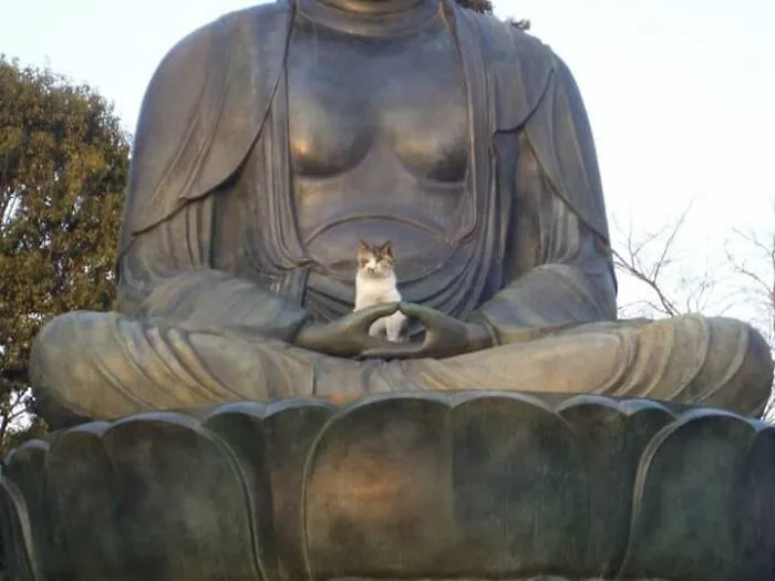 25 Fotos y memes que captan perfectamente cómo es vivir con gatos
