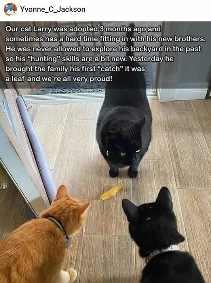 50 Perfectly Accurate Pics And Memes That Capture What It's Like Living With Cats