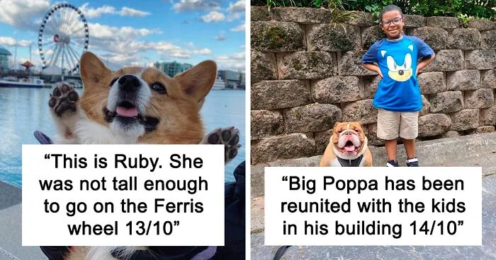 The “WeRateDogs” Twitter Account With 9M Followers Rates People's Dogs, And It's As Hilarious As It Is Wholesome (50 New Pics)