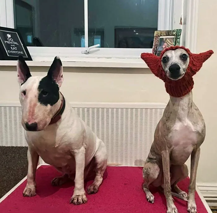My Wife Knitted A Hat For Our Bull Terrier, But I Think It Works Better On The Whippet