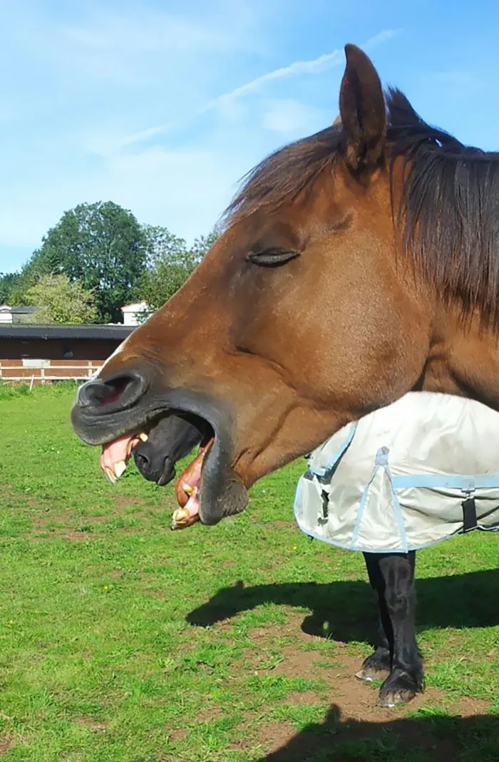 Estaba tomando una foto de mi caballo bostezando y de repente... ¡zas! un caballo xenomorfo