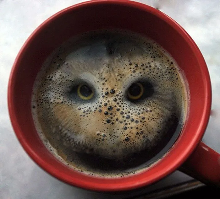 Un búho en el café