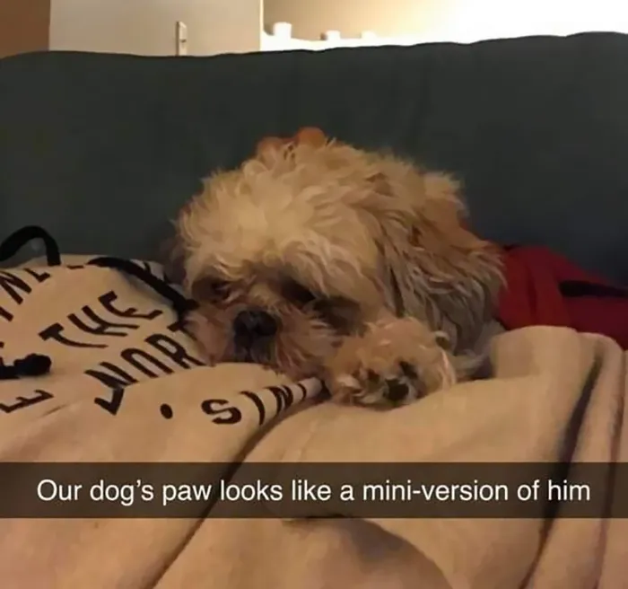 Little Pup