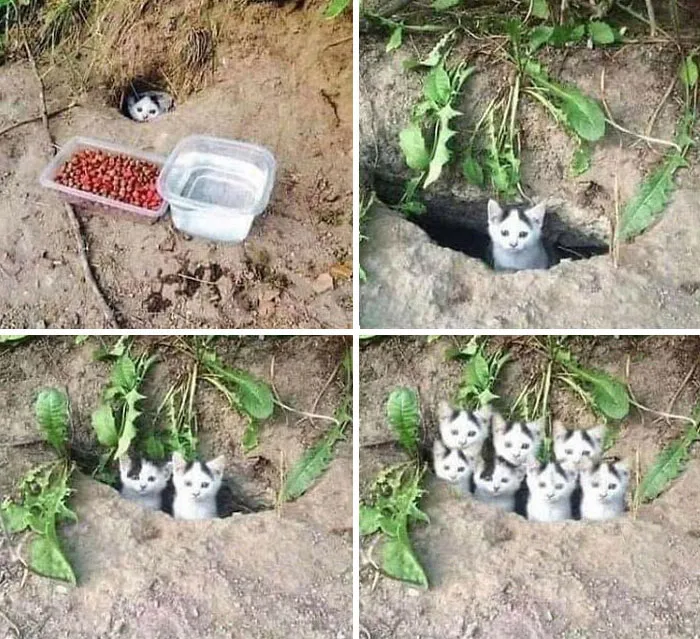 Y todos los gatitos aplaudieron por sus habilidades de diseño gráfico