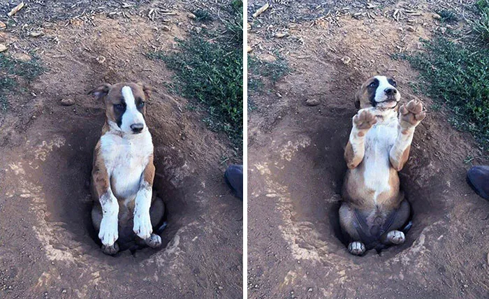 Os presento a Cooper. Cavó un agujero y se quedó atascado en él