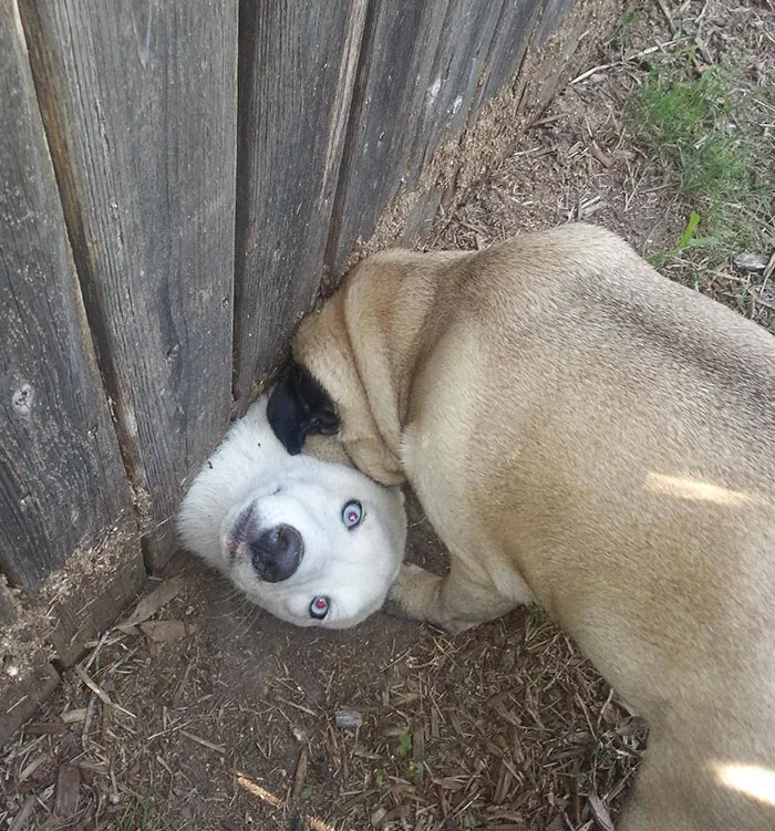 Los vecinos tienen un perro nuevo. Parece que realmente le gusta mi pug