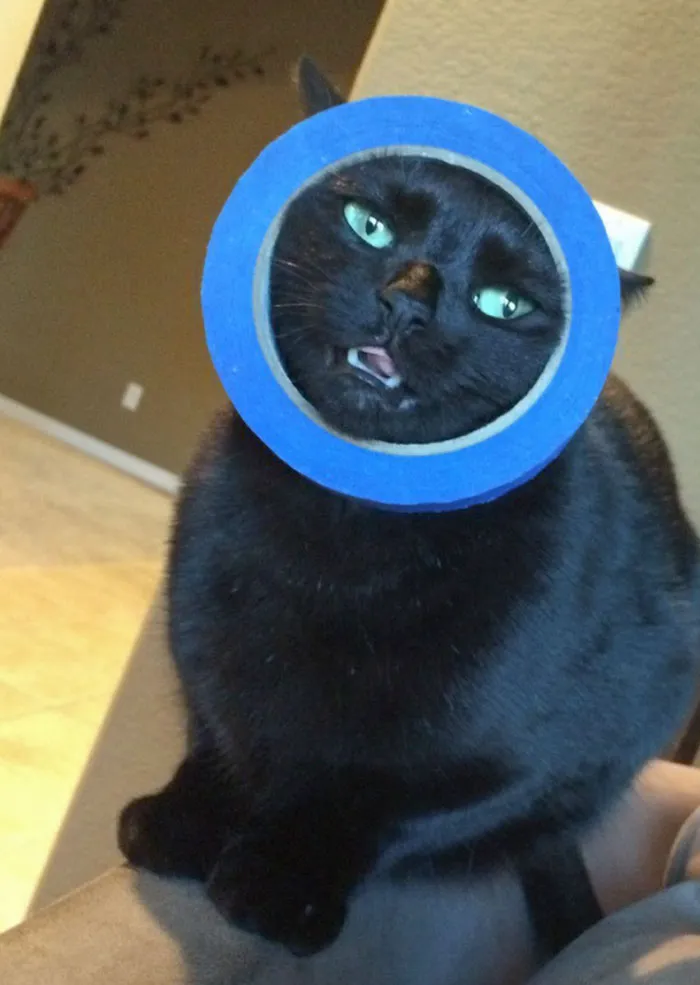 Mi gato tiene la cabeza atascada en un rollo de cinta adhesiva