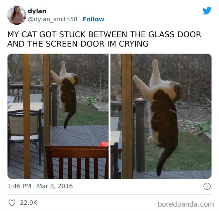 My Cat Got Stuck Between The Glass Door And The Screen Door