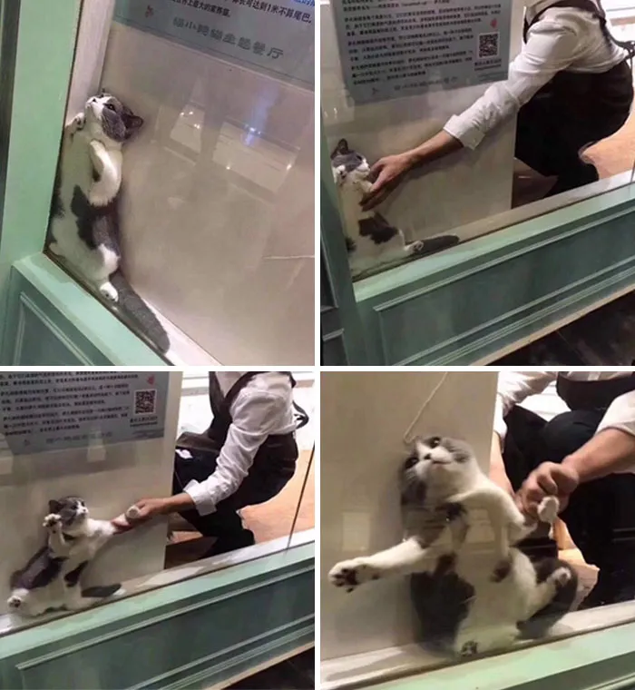 La historia de un gato en 4 imágenes