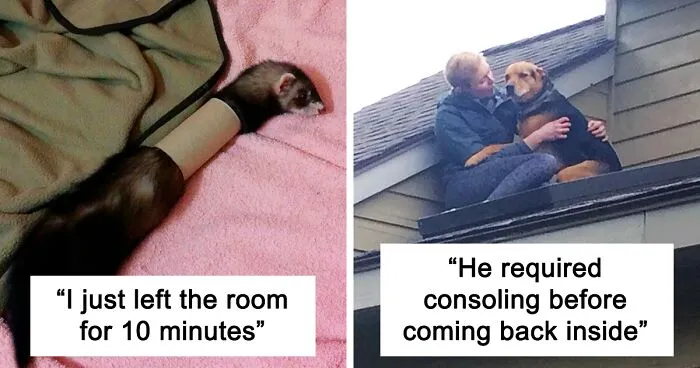 50 Times Animals Goofed Around And Ended Up Requiring Human Assistance (New Pics)