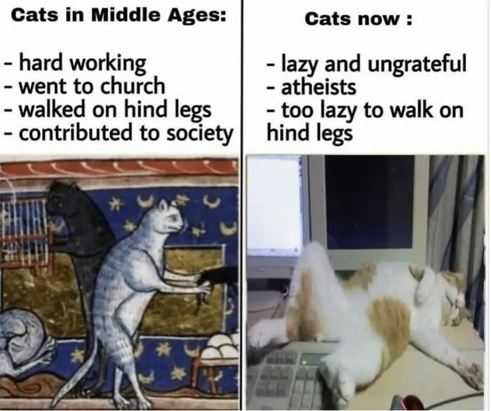 My Cat Is Gonna Be An Olympic Athlete