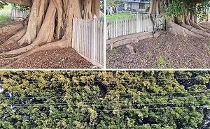 40 Times People Saw Trees 'Devouring' Random Objects And Just Had To Share Proof Online