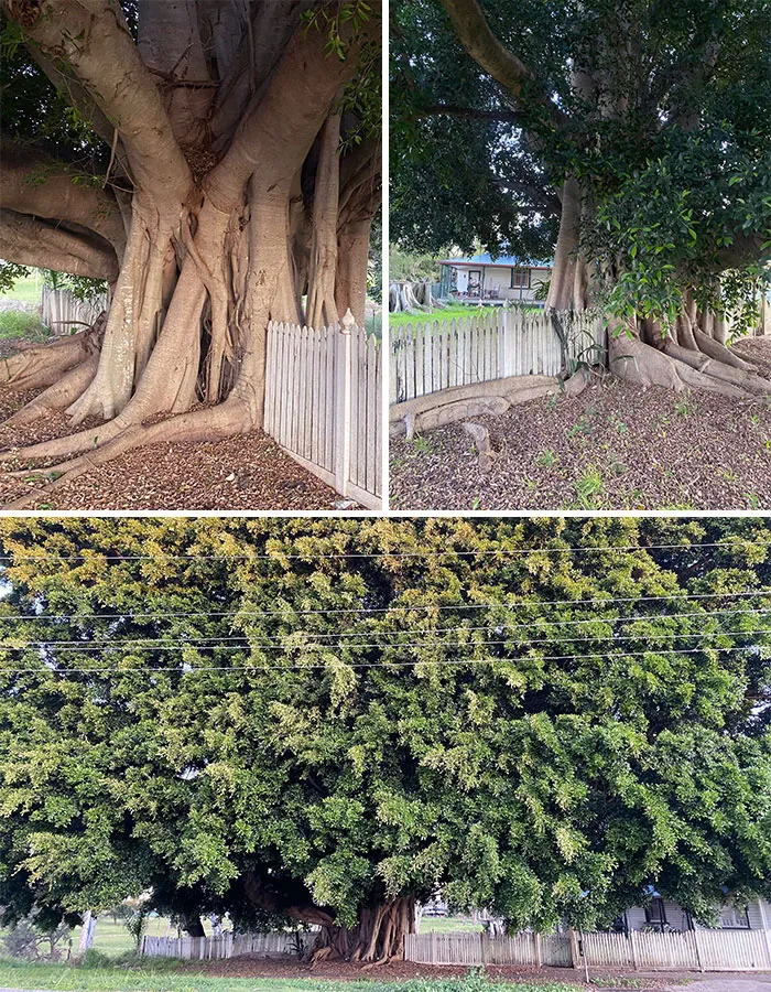 Massive Strangler Fig 