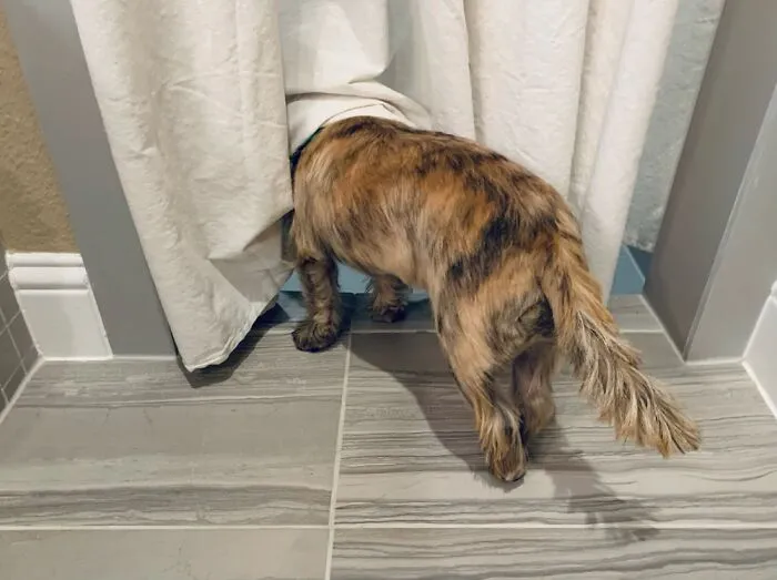 Andy The Cairn Asking Dad If They Can Go To The Park…later
