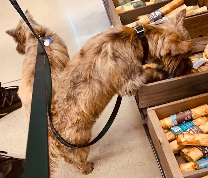 The “WeRateDogs” Twitter Account With 9M Followers Rates People's Dogs, And It's As Hilarious As It Is Wholesome (50 New Pics)