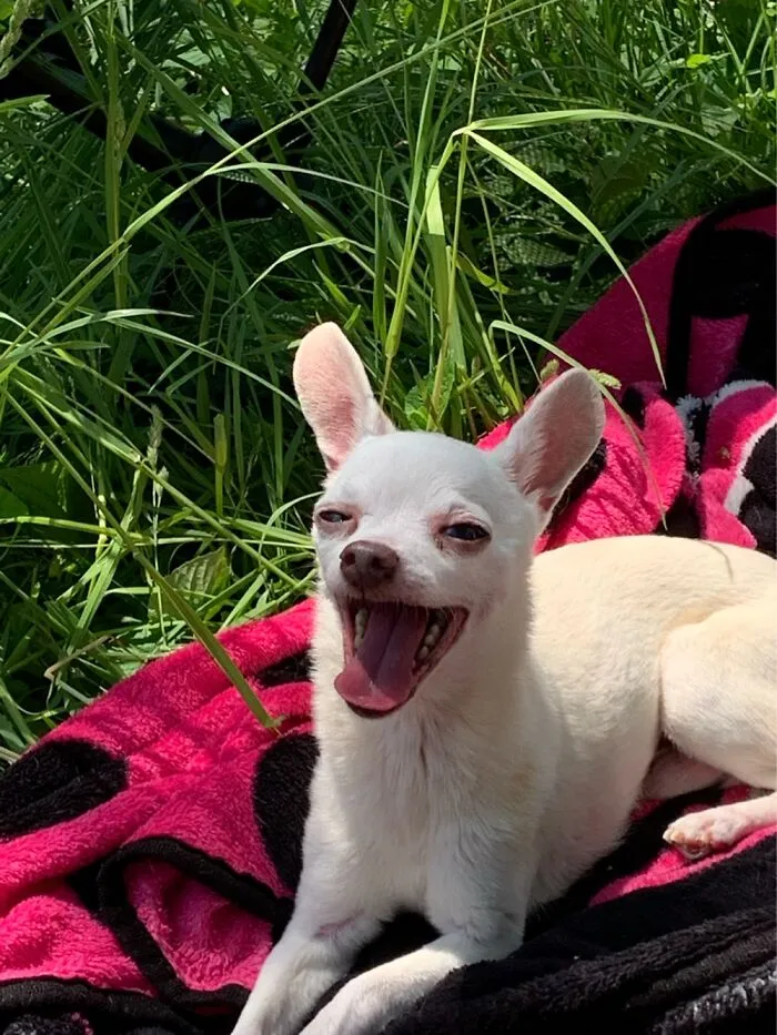 The “WeRateDogs” Twitter Account With 9M Followers Rates People's Dogs, And It's As Hilarious As It Is Wholesome (50 New Pics)