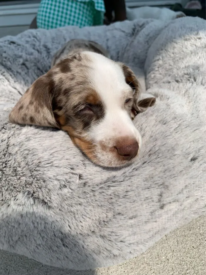 The “WeRateDogs” Twitter Account With 9M Followers Rates People's Dogs, And It's As Hilarious As It Is Wholesome (50 New Pics)