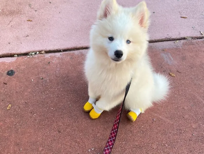 The “WeRateDogs” Twitter Account With 9M Followers Rates People's Dogs, And It's As Hilarious As It Is Wholesome (50 New Pics)