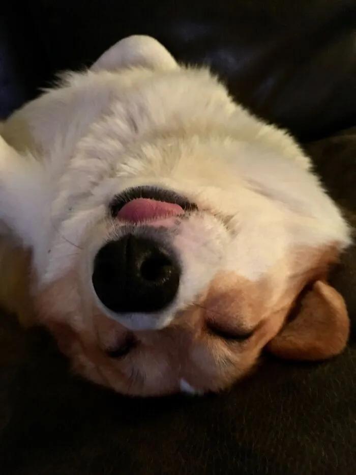 The “WeRateDogs” Twitter Account With 9M Followers Rates People's Dogs, And It's As Hilarious As It Is Wholesome (50 New Pics)