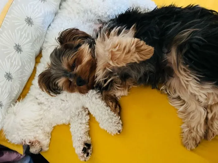 The “WeRateDogs” Twitter Account With 9M Followers Rates People's Dogs, And It's As Hilarious As It Is Wholesome (50 New Pics)