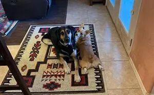 The “WeRateDogs” Twitter Account With 9M Followers Rates People's Dogs, And It's As Hilarious As It Is Wholesome (50 New Pics)