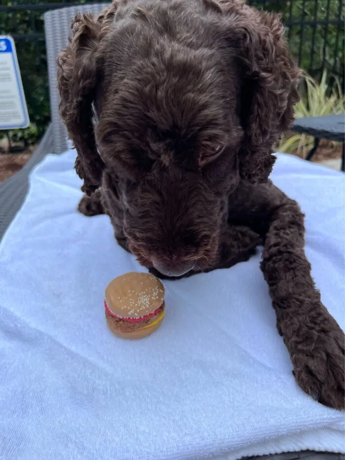 The “WeRateDogs” Twitter Account With 9M Followers Rates People's Dogs, And It's As Hilarious As It Is Wholesome (50 New Pics)